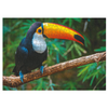 Puzzle "Tukan" 500 Elementów Układanka Kolorowa Zestaw Dla Dzieci Dorosłych 300400