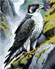 QB900-036 Set for painting by numbers "Peregrine o