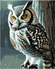 QB900-034 Set for painting by numbers "Wise owl"